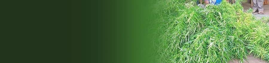 ಪ್ರಾತಿನಿಧಿಕ ಚಿತ್ರ