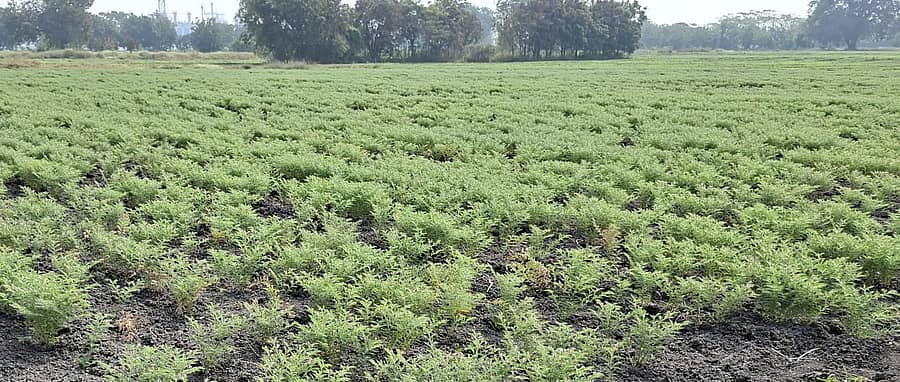 ಸಿರುಗುಪ್ಪ ನಗರದ ಕೃಷಿ ಸಂಶೋಧನ ಕೇಂದ್ರದಲ್ಲಿ ಬೆಳೆದ ಕಡಲೆ ಬೆಳೆ