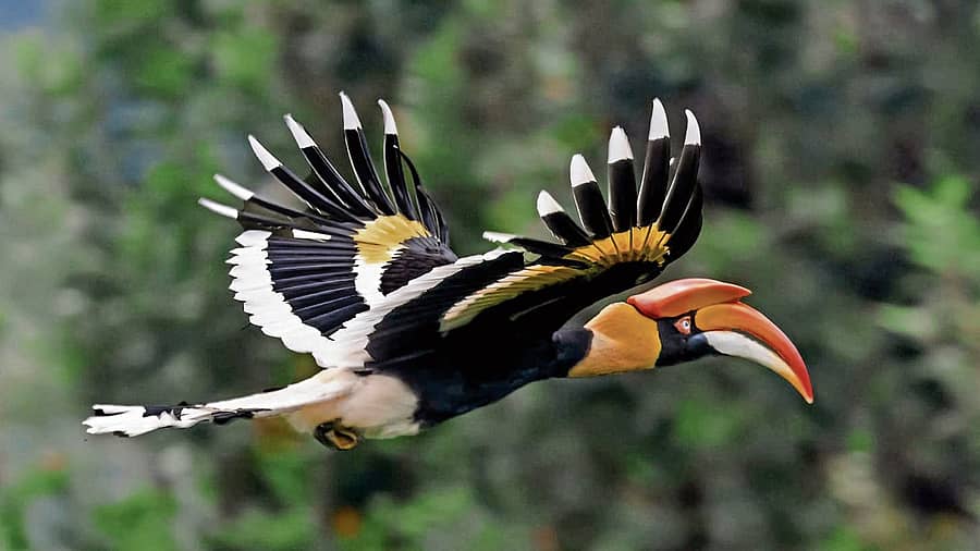 ಮಂಗಟ್ಟೆ ಪಕ್ಷಿ