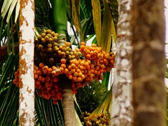 <div class="paragraphs"><p>ಅಡಿಕೆ(ಪ್ರಾತಿನಿಧಿಕ) </p></div>