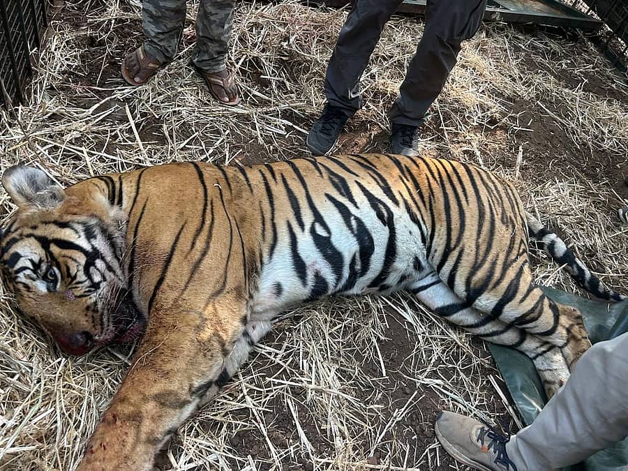 ಹುಣಸೂರು ತಾಲ್ಲೂಕಿನ ಹನಗೋಡು ಹೋಬಳಿ ಹೆಮ್ಮಿಗೆ ಗ್ರಾಮದ ಸಿದ್ದೇಗೌಡರ ತೋಟದಲ್ಲಿ ಇಟ್ಟಿದ್ದ ಬೋನಿಗೆ 6 ರಿಂದ 7 ವರ್ಷದ ಗಂಡು ಹುಲಿ ಮಂಗಳವಾರ ಬೆಳಗಿನ ಜಾವ ಸೆರೆ ಸಿಕ್ಕ ಚಿತ್ರ.