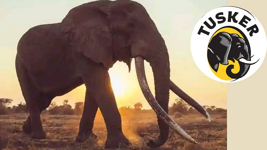 <div class="paragraphs"><p>ಆನೆ ಕ್ರೇಗ್</p></div>