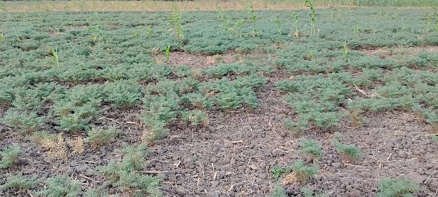 ಗಜೇಂದ್ರಗಡ ಸಮೀಪದ ರಾಜೂರ ಗ್ರಾಮದ ಜಮೀನೊಂದರಲ್ಲಿ ಕಡಲೆ ಬೆಳೆಗೆ ಸಿಡಿ ರೋಗ ಬಿದ್ದು ಹಾಳಾಗಿದೆ 
