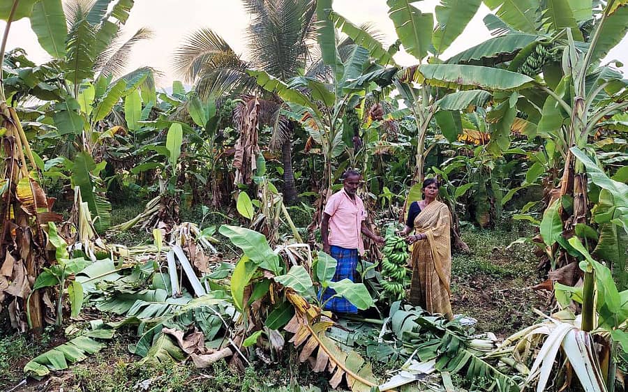 ಚನ್ನಪಟ್ಟಣ ತಾಲ್ಲೂಕಿನ ಸಿಂಗರಾಜಿಪುರ ಗ್ರಾಮದಲ್ಲಿ ಕಾಡಾನೆಗಳ ದಾಳಿಯಿಂದ ಧ್ವಂಸವಾಗಿರುವ ಬಾಳೆತೋಟದ ಮಧ್ಯೆ ರೈತ ದಂಪತಿ
