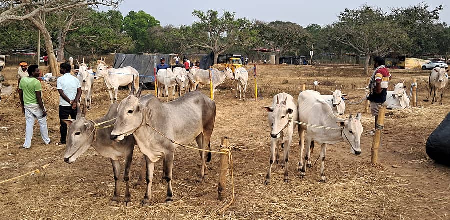 ಹಿರೀಸಾವೆ ಹೋಬಳಿಯ ಬೂಕನಬೆಟ್ಟದ ರಂಗನಾಥಸ್ವಾಮಿ ಜಾತ್ರೆ ಆವರಣಕ್ಕೆ ಮಂಗಳವಾರ ನೂರಾರು ಎತ್ತುಗಳು ಬಂದಿವೆ