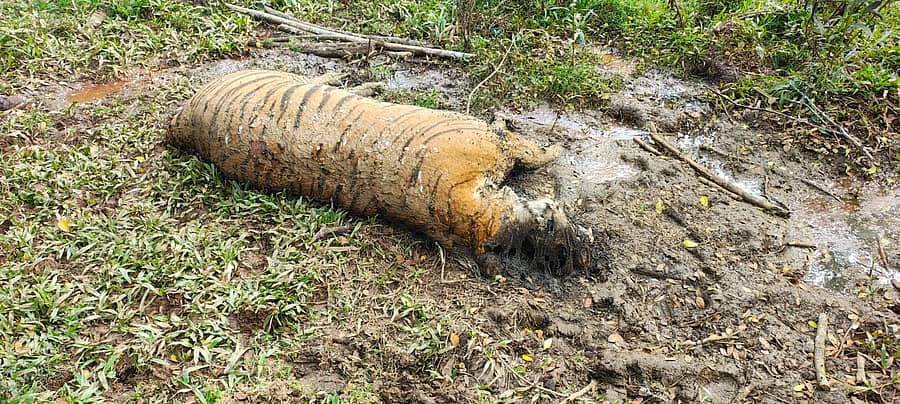 ಕೊಳೆತ ಸ್ಥಿತಿಯಲ್ಲಿ ಪತ್ತೆಯಾಗಿರುವ ಹುಲಿಯ ಮೃತದೇಹ