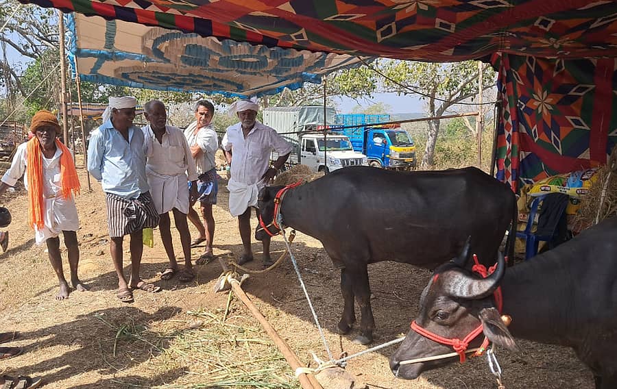 ಹಿರೀಸಾವೆ ಹೋಬಳಿಯ ಬೂಕನಬೆಟ್ಟದ ರಂಗನಾಥಸ್ವಾಮಿ ಜಾತ್ರೆಗೆ ಬಂದಿರುವ ಕೋಣಗಳು ರೈತರನ್ನು ಆಕರ್ಷಿಸುತ್ತಿವೆ
