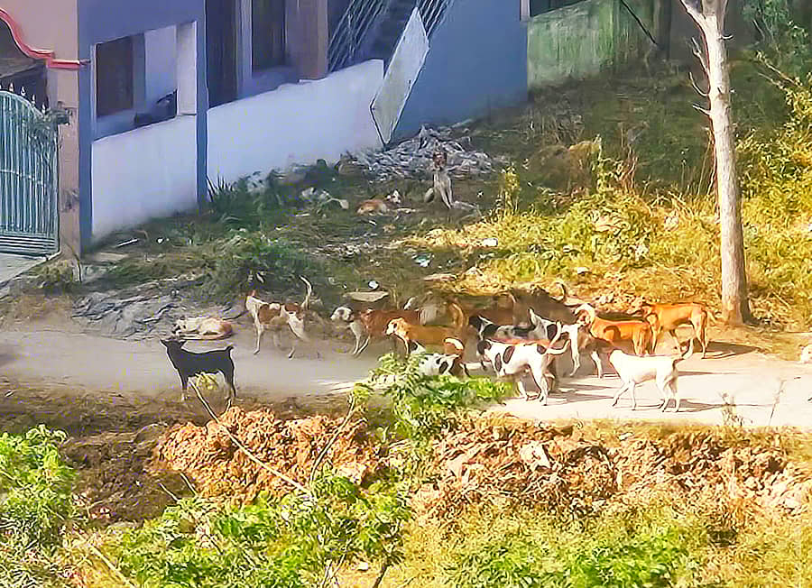 ಮಾಗಡಿಯ ಬಾಗೇಗೌಡ ಬಡಾವಣೆಯಲ್ಲಿ ಬೀದಿನಾಯಿಗಳು ಓಡಾಡುತ್ತಿರುವುದು