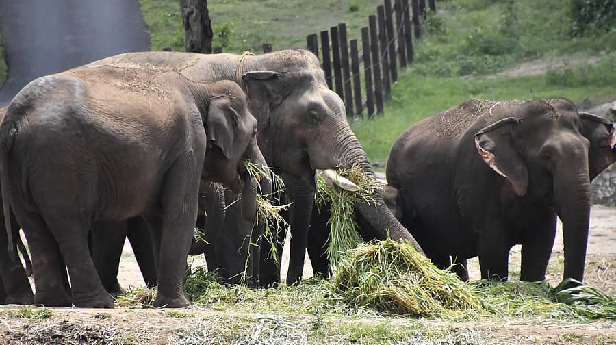 ಆನೇಕಲ್ ತಾಲ್ಲೂಕಿನ ಬನ್ನೇರುಘಟ್ಟ ಜೈವಿಕ ಉದ್ಯಾನದ ಸಫಾರಿಯಲ್ಲಿ ಕಂಡು ಬಂದ ಆನೆಗಳು