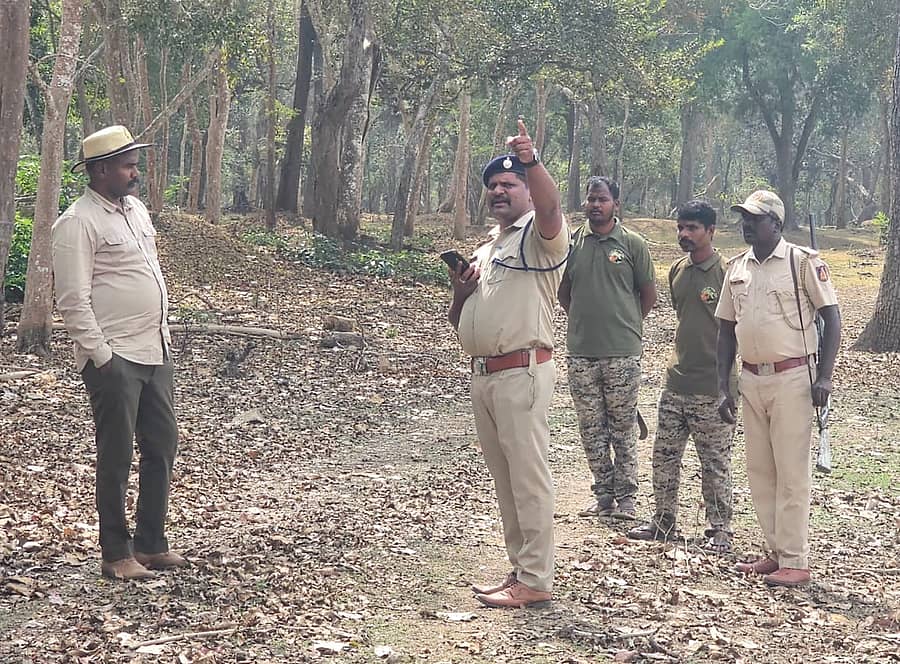 ಯಲ್ಲಾಪುರ ಅರಣ್ಯ ವಿಭಾಗದ ಕಾಡಿನಲ್ಲಿ ಅರಣ್ಯ ಸಿಬ್ಬಂದಿ ಹುಲಿ, ಇತರ ಮಾಂಸಾಹಾರಿ ಪ್ರಾಣಿಗಳ ಜಾಡಿನ ಸಮೀಕ್ಷೆ ನಡೆಸಿದರು.