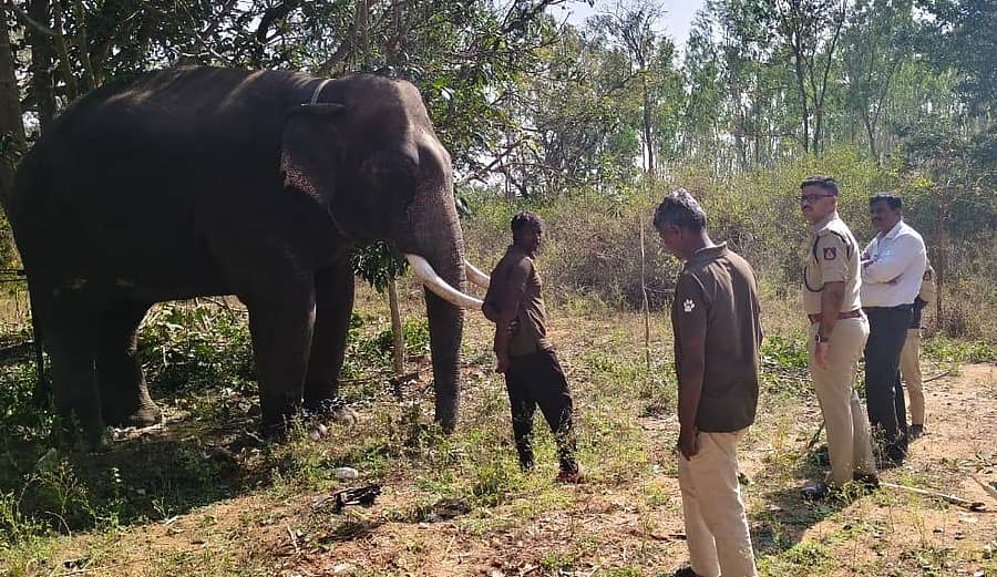 ಮೈಸೂರಿನ ವಿಮಾನ ನಿಲ್ದಾಣದಲ್ಲಿ ಕಾಣಿಸಿಕೊಂಡ ಹುಲಿ ಸೆರೆಗೆ ಅರಣ್ಯ ಇಲಾಖೆಯು ದುಬಾರೆ ಆನೆ ಶಿಬಿರದಿಂದ ಸಾಕಾನೆಗಳನ್ನು ಕರೆತಂದಿದೆ 