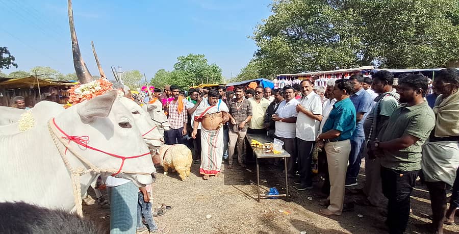ಹಿರೀಸಾವೆ ಹೋಬಳಿಯ ಬೂಕನಬೆಟ್ಟದಲ್ಲಿ ಗುರುವಾರ ಶಾಸಕ ಸಿ.ಎನ್‌. ಬಾಲಕೃಷ್ಣ ಎತ್ತುಗಳಿಗೆ ಪೂಜೆ ಸಲ್ಲಿಸುವ ಮೂಲಕ ರಂಗನಾಥಸ್ವಾಮಿ ಜಾತ್ರೆಗೆ ಚಾಲನೆ ನೀಡಿದರು. ಉಪ ತಹಶೀಲ್ದಾರ್ ಬಿ.ಎಸ್. ರವಿ, ಕಂದಾಯ ನಿರೀಕ್ಷಕ ಎಸ್.ಎಲ್. ಯೋಗೀಶ್ ಪಾಲ್ಗೊಂಡಿದ್ದರು
