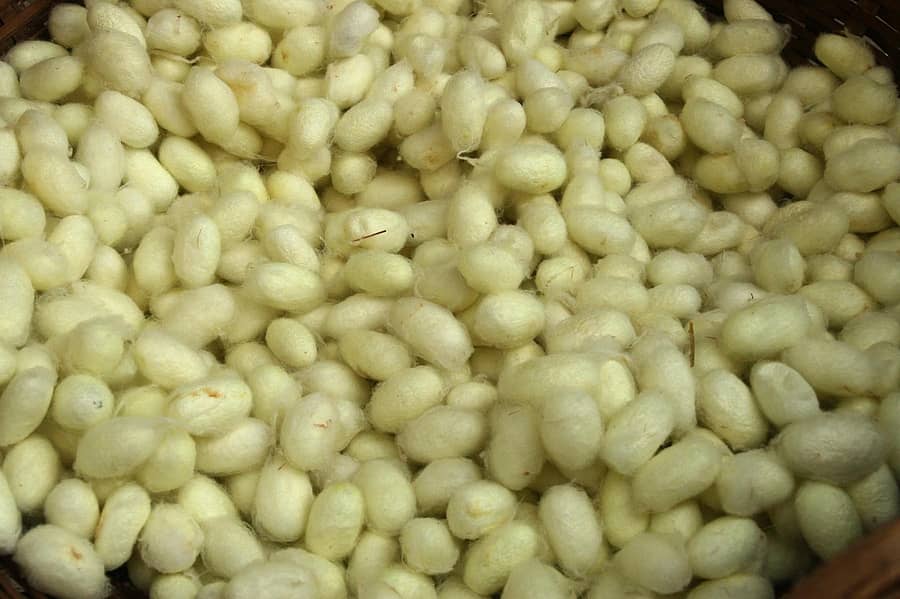 ರೇಷ್ಮೆ ಗೂಡು