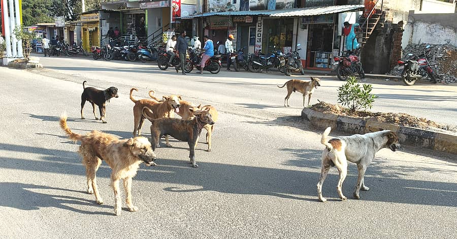 ನಾಯಕನಹಟ್ಟಿ ಪಟ್ಟಣದಲ್ಲಿ ಹಾದುಹೋಗಿರುವ ರಾಜ್ಯಹೆದ್ದಾರಿ– 45ರಲ್ಲಿ ಬೀದಿನಾಯಿಗಳ ಹಾವಳಿ ಹೆಚ್ಚಾಗಿರುವುದು 