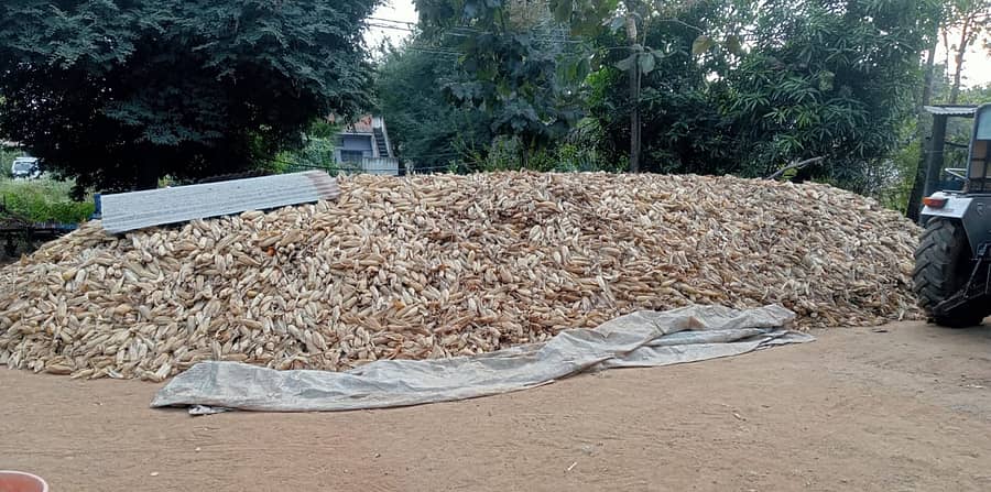 ರಾಣೆಬೆನ್ನೂರು ತಾಲ್ಲೂಕಿನ ಮುಷ್ಟೂರು ಗ್ರಾಮದಲ್ಲಿ ರೈತರೊಬ್ಬರು ಮೆಕ್ಕೆಜೋಳ ಕಟಾವು ಮಾಡಿ, ಸೂಕ್ತ ಬೆಲೆ ಸಿಕ್ಕಾಗ ಮಾರಬಹುದೆಂದು ತೆನೆಗಳನ್ನು ರಾಶಿ ಮಾಡಿಟ್ಟಿರುವುದು