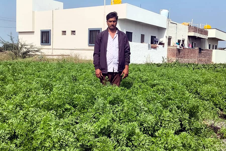 ರಬಕವಿ ಬನಹಟ್ಟಿ ಸಮೀಪದ ರೈತ ಪ್ರಕಾಶ ಕಾಲತಿಪ್ಪಿ ತಮ್ಮ ತೋಟದಲ್ಲಿ ಗಜ್ಜರಿ ಬೆಳೆದಿದ್ದಾರೆ