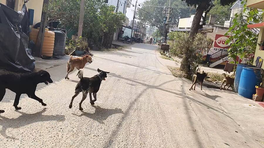 ತಿಪಟೂರಿನಲ್ಲಿ ಬೀದಿ ನಾಯಿಗಳು