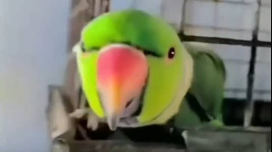 <div class="paragraphs"><p>ಮಾತನಾಡುವ ಗಿಳಿ</p></div>