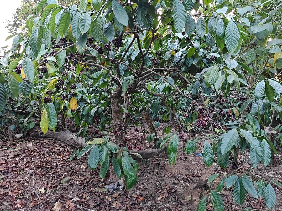 ಹೆತ್ತೂರು ಭಾಗದಲ್ಲಿ ಕಾಫಿ ಗಿಡಗಳಲ್ಲಿ ಹಣ್ಣಾಗಿರುವುದು