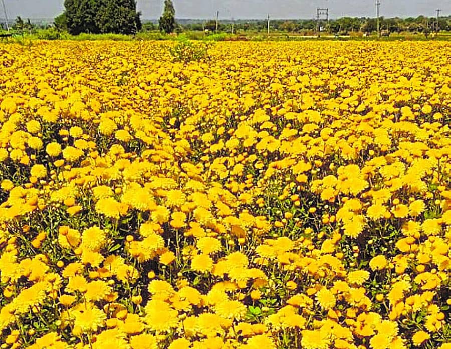 <div class="paragraphs"><p>ಕುರುಬಗಟ್ಟಿಯಲ್ಲಿ ಮಂಜುನಾಥ ಒಕ್ಕುಂದ ಅವರ ಹೊಲದಲ್ಲಿ ಬೆಳೆದಿರುವ ಸೇವಂತಿಗೆ</p></div>