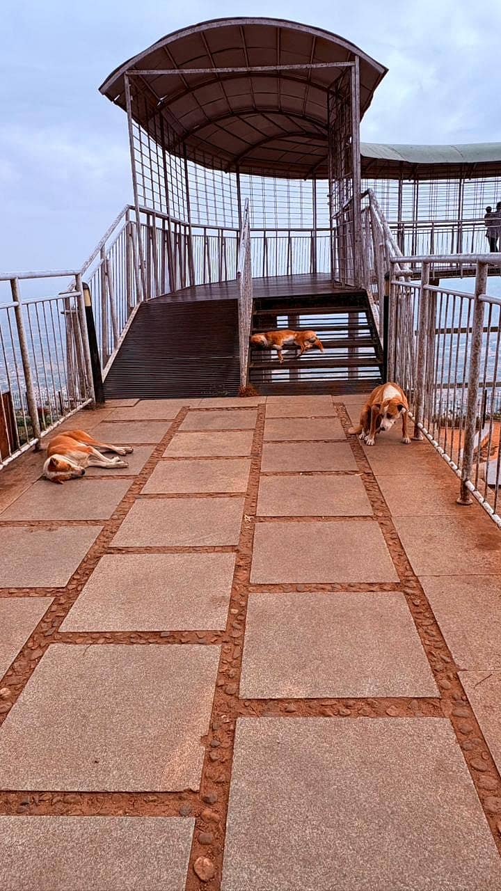 ನಂದಿಬೆಟ್ಟದ ವ್ಯೂವ್ ಪಾಯಿಂಟ್‌ನಲ್ಲಿ ನಾಯಿಗಳು