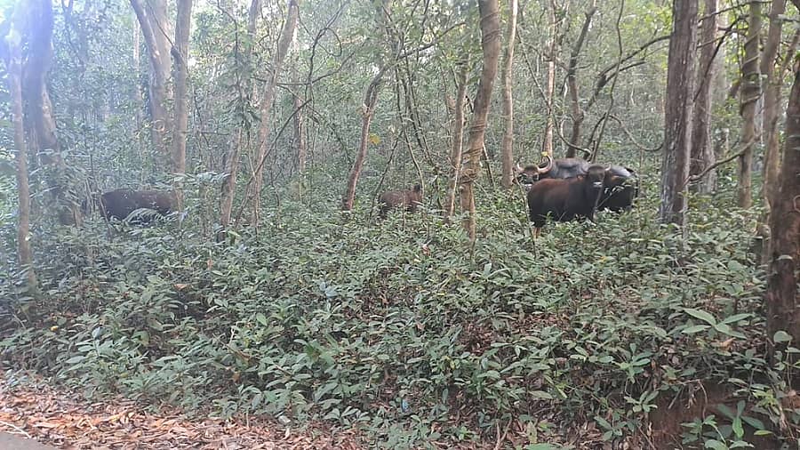 ಪುತ್ತೂರು ತಾಲ್ಲೂಕಿನ ಕೆಯ್ಯೂರು ಗ್ರಾಮ ವ್ಯಾಪ್ತಿಯ ಇಳಂತಾಜೆ ಭಾಗದಲ್ಲಿ ರಸ್ತೆ ಬದಿಯ ಗುಡ್ಡದಲ್ಲಿ ಹಗಲಲ್ಲೇ ಕಾಣಿಸಿಕೊಂಡ ಕಾಡುಕೋಣಗಳ ಹಿಂಡು