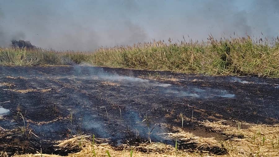 ಕಟಾವಿಗೆ ಬಂದ ಕಬ್ಬು ಬೆಂಕಿಯಿಂದ ಸುಟ್ಟು ಕರಕಲಾಗಿರುವುದು