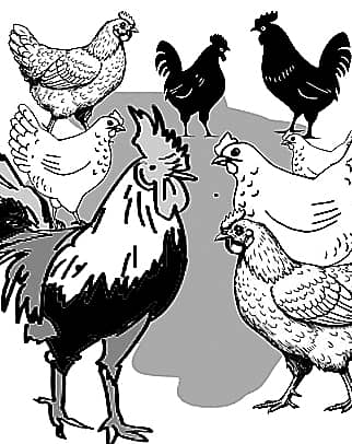 <div class="paragraphs"><p>ಚುರುಮುರಿ: ಕೋಳಿಕೆ ಮಂಗ!</p></div>