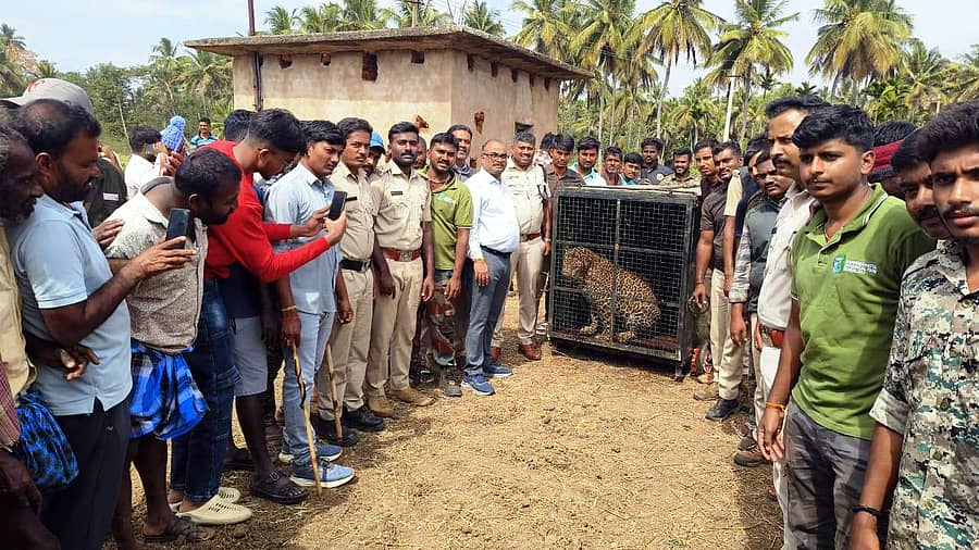 ಚನ್ನಪಟ್ಟಣ ತಾಲ್ಲೂಕಿನ ಸಿಂಗರಾಜಿಪುರ ಗ್ರಾಮದ ಪಾಳುಬಾವಿಯಲ್ಲಿ ಬಿದ್ದು ರಕ್ಷಿಸಿದ ಮೂರು ವರ್ಷದ ಗಂಡು ಚಿರತೆ