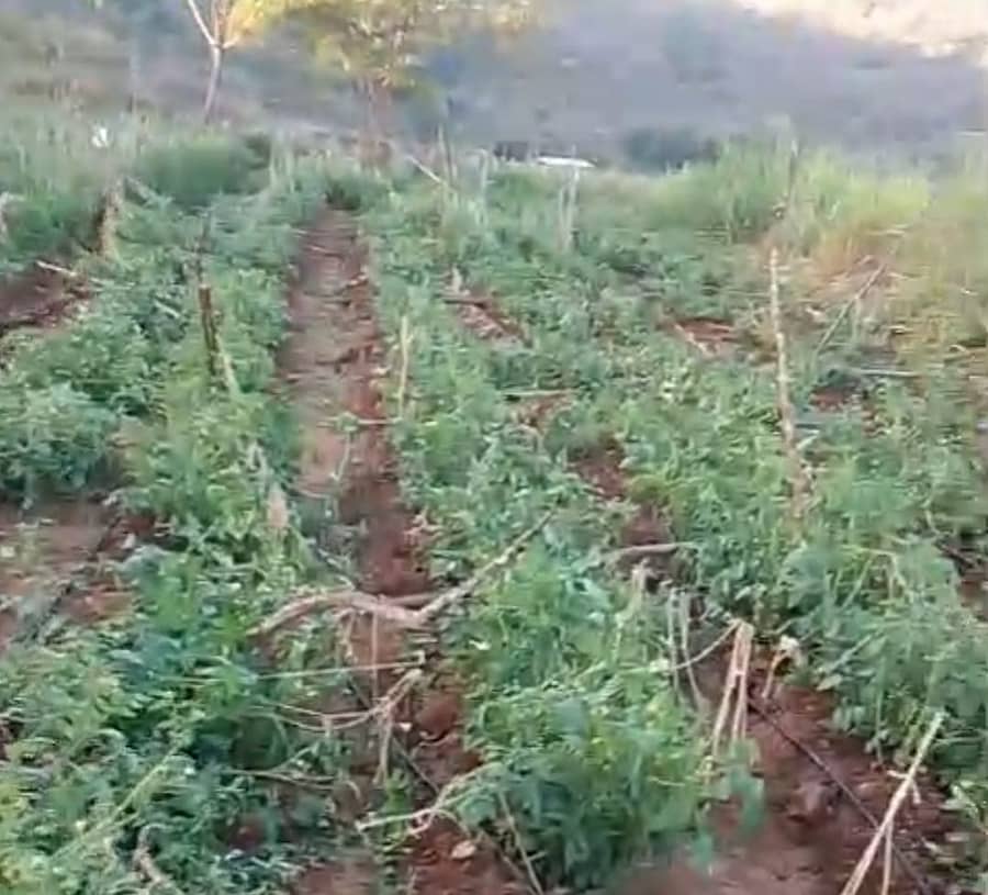 ಗುಂಡ್ಲುಪೇಟೆ ತಾಲ್ಲೂಕಿನ ದೇಶಿಪುರ ಗ್ರಾಮದ ಅಭಿ ಎಂಬುವರ ಜಮೀನಿನಲ್ಲಿ ಟೊಮೆಟೊ ಫಸಲನ್ನು ಕಾಡಾನೆ ತುಳಿದು ನಾಶಪಡಿಸಿರುವುದು