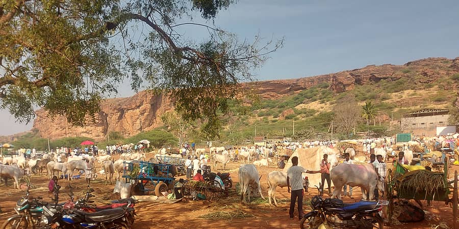 ಬಾದಾಮಿ ಎಪಿಎಂಸಿ ಆವರಣದಲ್ಲಿ ಜಾನುವಾರು ಜಾತ್ರೆ ನಡೆಯಿತು 