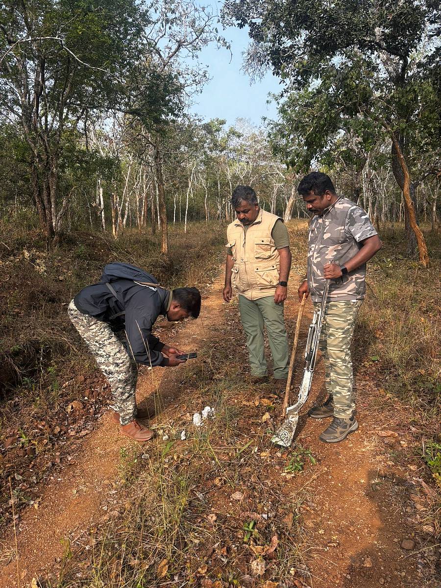 ನಾಗರಹೊಳೆ ಅರಣ್ಯದ ವೀರನಹೊಸಹಳ್ಳಿ ವಲಯದಲ್ಲಿ ಇಲಾಖೆ ಸಿಬ್ಬಂದಿ ಹುಲಿ ಗಣತಿ ಕಾರ್ಯದಲ್ಲಿ ನಿರತರಾಗಿದ್ದು, ಹಾದಿಯಲ್ಲಿ ಸಿಕ್ಕ ಹುಲಿ ಹೆಜ್ಜೆ ಗುರುತನ್ನು ಆನ್‌ ಲೈನ್‌ ಅಪ್‌ ನಲ್ಲಿ ದಾಖಲಿಸಿದರು.