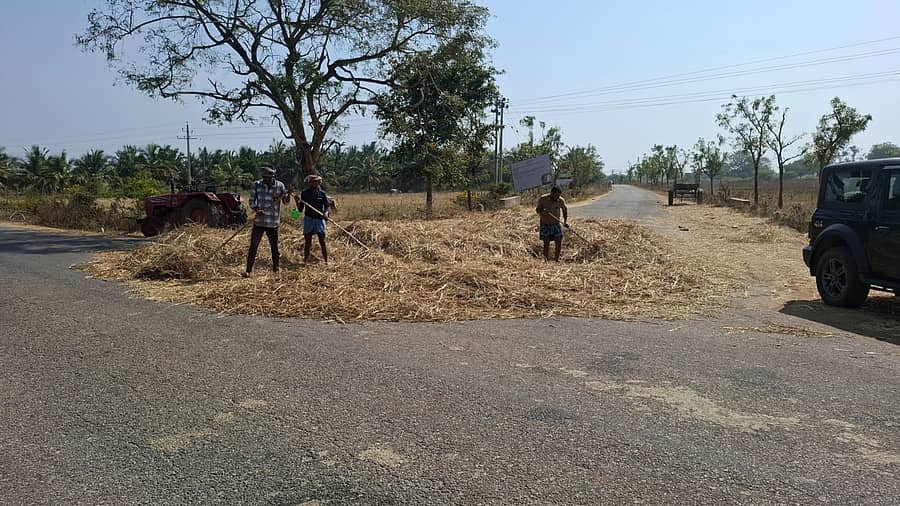 ಹೊಸದುರ್ಗದ ಹಾಗಲಕೆರೆ ಗ್ರಾಮದ ರಸ್ತೆಯಲ್ಲಿ ಒಕ್ಕಣೆಗಾಗಿ ಹರಡುತ್ತಿರುವುದು