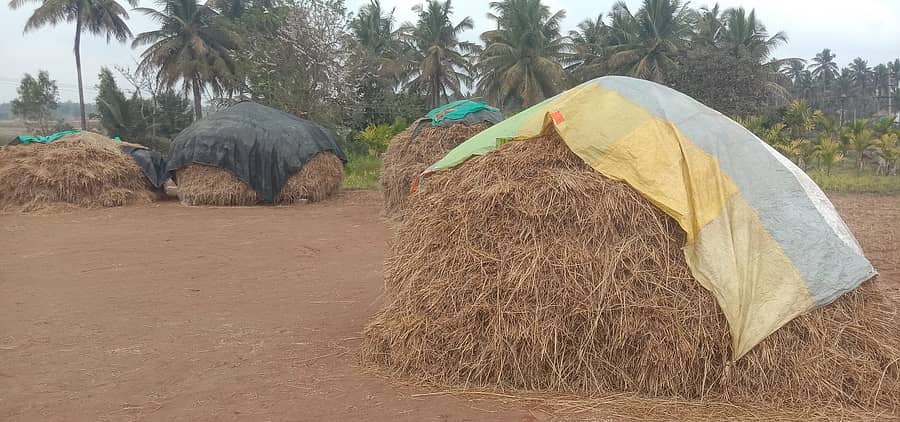 ಅರಕಲಗೂಡು ತಾಲೂಕಿನಲ್ಲಿ ಭತ್ತ, ರಾಗಿ ಬಣವೆಗೆ ಟಾರ್ಪಾಲ್ ಮುಚ್ಚಿರುವುದು