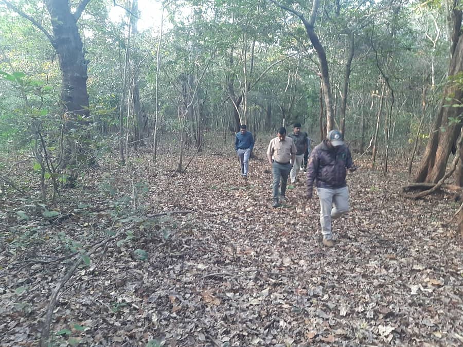 ಹುಲಿ ಗಣತಿಯ ಭಾಗವಾಗಿ ಶಿವಮೊಗ್ಗ ಜಿಲ್ಲೆಯಲ್ಲಿ ಸಮೀಕ್ಷೆ ಕಾರ್ಯದಲ್ಲಿ ಪಾಲ್ಗೊಂಡಿದ್ದ ಅರಣ್ಯ ಇಲಾಖೆ ಸಿಬ್ಬಂದಿ