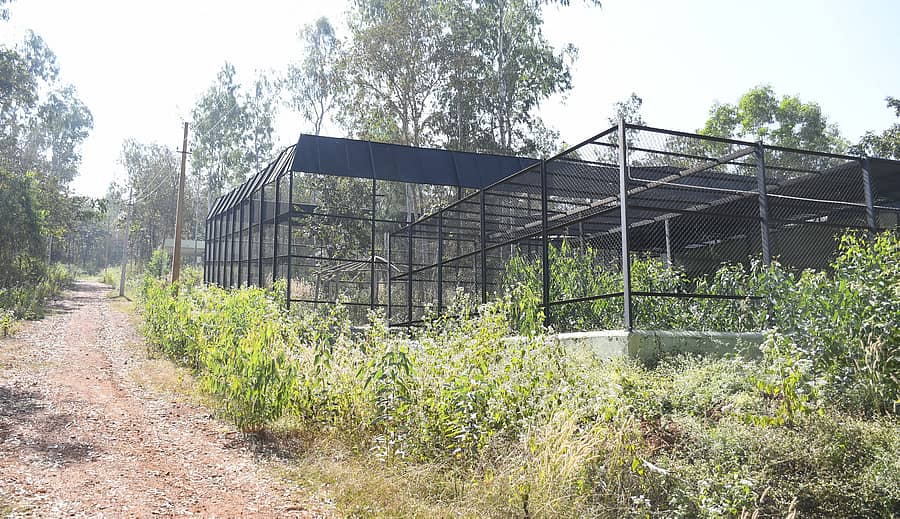 ಶಿವಮೊಗ್ಗದ ತ್ಯಾವರೆಕೊಪ್ಪ ಹುಲಿ–ಸಿಂಹಧಾಮದ ಪಕ್ಕದಲ್ಲಿ ಉದ್ಘಾಟನೆಗೆ ಸಿದ್ಧವಾಗಿರುವ ವನ್ಯಪ್ರಾಣಿಗಳ ಪುನರ್ವಸತಿ ಕೇಂದ್ರದಲ್ಲಿನ ಹುಲಿಯ ನೆಲೆ –ಪ್ರಜಾವಾಣಿ ಚಿತ್ರ 