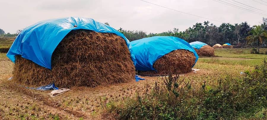 ಕೊಣನೂರು ಹೋಬಳಿಯ ಕಟ್ಟೇಪುರದಲ್ಲಿ ಭತ್ತದ ಮೆದೆಗಳಿಗೆ ಮಳೆಯ ನೀರು ಸೇರದಂತೆ ಟಾರ್ಪಾಲು ಮುಚ್ಚಿರುವುದು