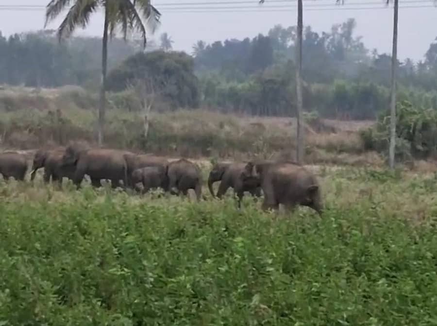 ಆನೇಕಲ್‌ ತಾಲ್ಲೂಕಿನ ಸಿಂಗಸಂಗ್ರ ಸಮೀಪ ಕಾಡಾನೆಗಳ ಹಿಂಡು