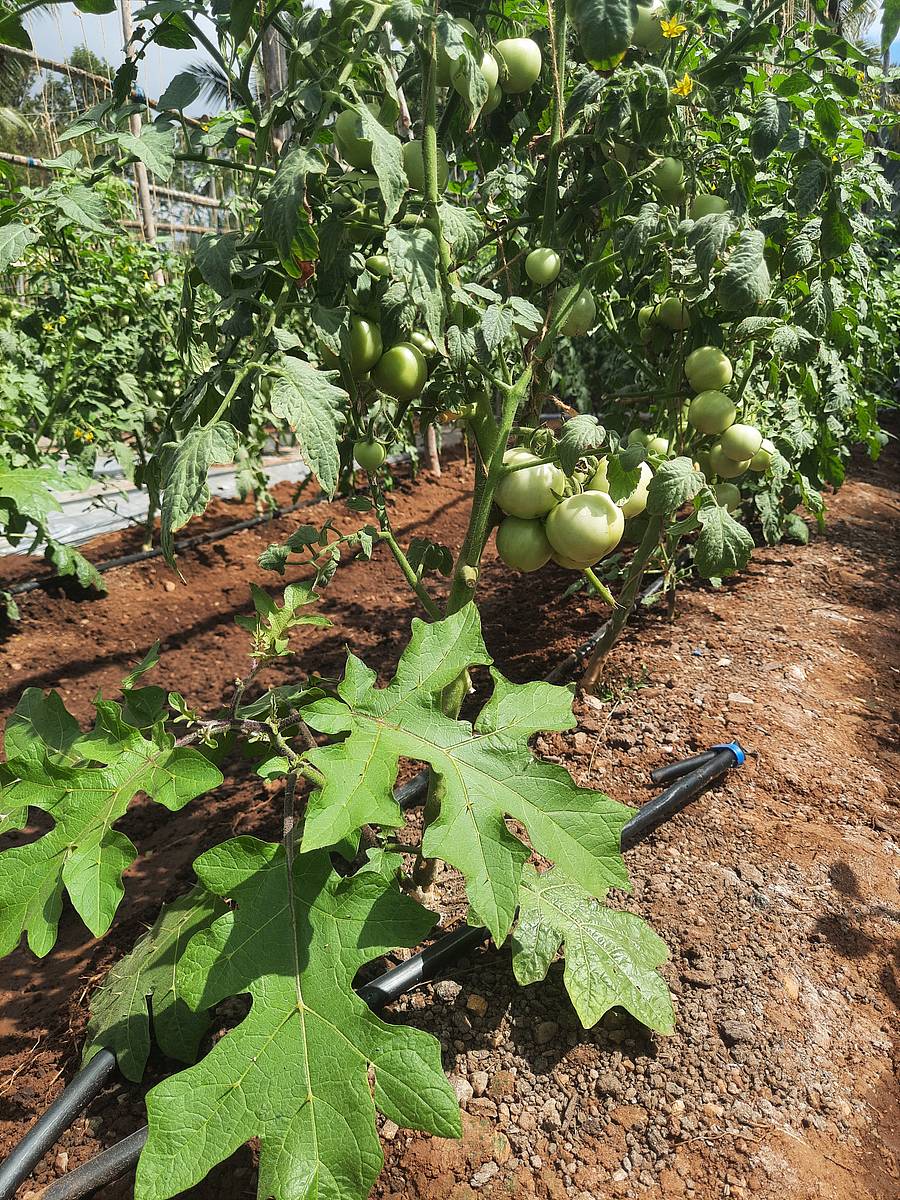 ಸುಂಡೆಬದನೆ ಜೊತೆ ಟೊಮೆಟೊ ಕಸಿ ಮಾಡಿರುವುದು ಸಸಿ ಕಾಯಿ ಬಿಟ್ಟಿರುವುದು
