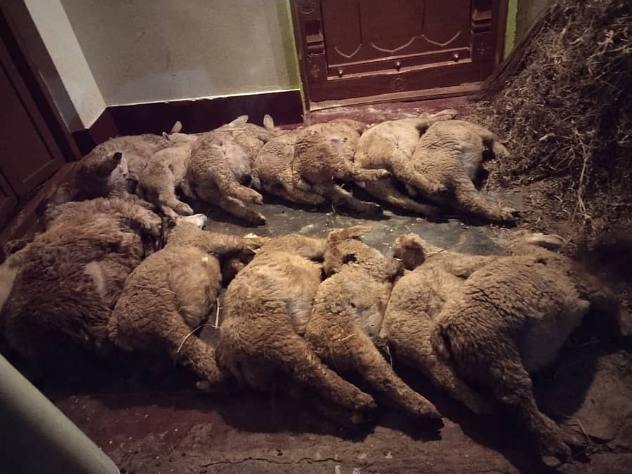 ಮಳವಳ್ಳಿ ತಾಲ್ಲೂಕಿನ ಚನ್ನಪಿಳ್ಳೆಕೊಪ್ಪಲಿನಲ್ಲಿ ವಿಷಪ್ರಾಶನದಿಂದ ಸಾವನ್ನಪ್ಪಿರುವ ಕುರಿಗಳು