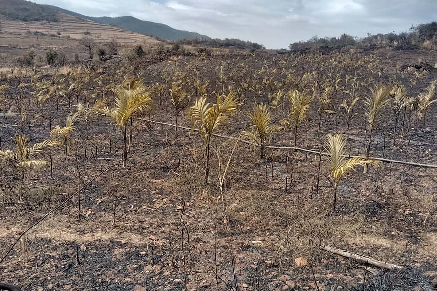 ನ್ಯಾಮತಿ ತಾಲ್ಲೂಕಿನ ಮುಸ್ಸೇನಾಳು ಗ್ರಾಮದಲ್ಲಿ ಅಡಿಕೆ ಮರಗಳು ಬೆಂಕಿಯಲ್ಲಿ ಸುಟ್ಟಿರುವುದು