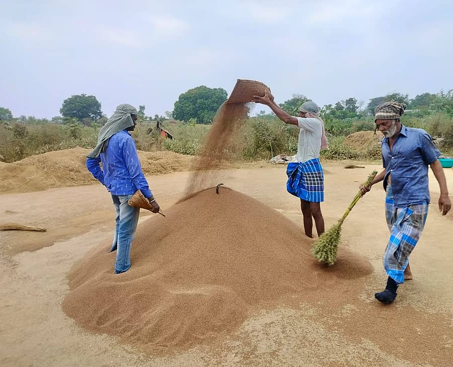 ಮಹದೇಶ್ವರನ ಬೆಟ್ಟದ ಸುತ್ತಮುತ್ತಲೂ ಸಂಕ್ರಾಂತಿ ಹಬ್ಬಕ್ಕೂ ಮುಂಚಿತವಾಗಿ ಗೋವು ಹಬ್ಬದ ಅಂಗವಾಗಿ ರಾಗಿ ರಾಶಿ ಮಾಡುವ ರೈತರು