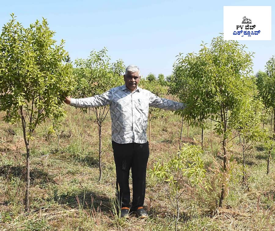 <div class="paragraphs"><p>ಧಾರವಾಡ ತಾಲ್ಲೂಕಿನ ವೆಂಕಟಾಪುರದ ಬಳಿ ರಾಜು ಪಟಾಡಿಯಾ ಅವರು ಜಮೀನಿನಲ್ಲಿ ಬೆಳೆದಿರುವ ಶ್ರೀಗಂಧದ ಗಿಡಗಳು </p></div>