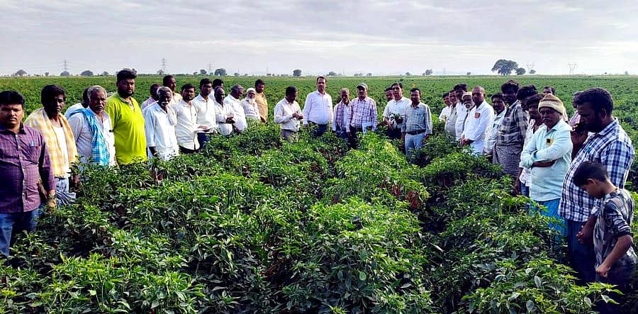 ಕುರುಗೋಡು ತಾಲ್ಲೂಕಿನ ಮಾರುತಿ ಕ್ಯಾಂಪ್‍ನಲ್ಲಿ ಮೆಣಸಿನಕಾಯಿ ಬೆಳೆ ಕ್ಷೇತ್ರೋತ್ಸವ ಮಂಗಳವಾರ ಜರುಗಿತು