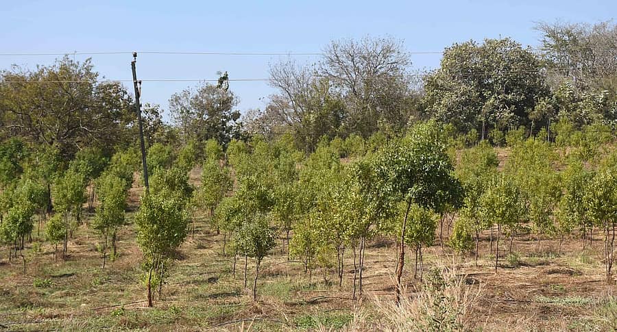 <div class="paragraphs"><p>ಧಾರವಾಡ ತಾಲ್ಲೂಕಿನ ವೆಂಕಟಾಪುರ ಗ್ರಾಮ ಸಮೀಪ ಜಮೀನಿನಲ್ಲಿ ಬೆಳೆದಿರುವ ಶ್ರೀಗಂಧ ಗಿಡಗಳು <br></p></div>