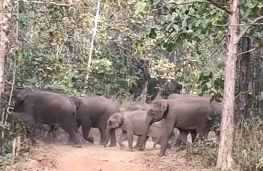 ನರಸಿಂಹರಾಜಪುರ ತಾಲ್ಲೂಕು ಮಡಬೂರು ಗ್ರಾಮದ ವ್ಯಾಪ್ತಿಯಲ್ಲಿ ಕಂಡು ಬಂದ ಕಾಡಾನೆಗಳ ಹಿಂಡು