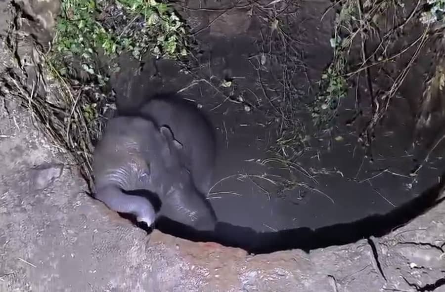 ಕನಕಪುರ ತಾಲ್ಲೂಕಿನ ರಂಗಪ್ಪನದೊಡ್ಡಿ ಗ್ರಾಮದಲ್ಲಿ ಪಾಳುಬಾವಿಗೆ ಬಿದ್ದಿದ್ದ ಎರಡು ತಿಂಗಳ ಕಾಡಾನೆ ಮರಿ