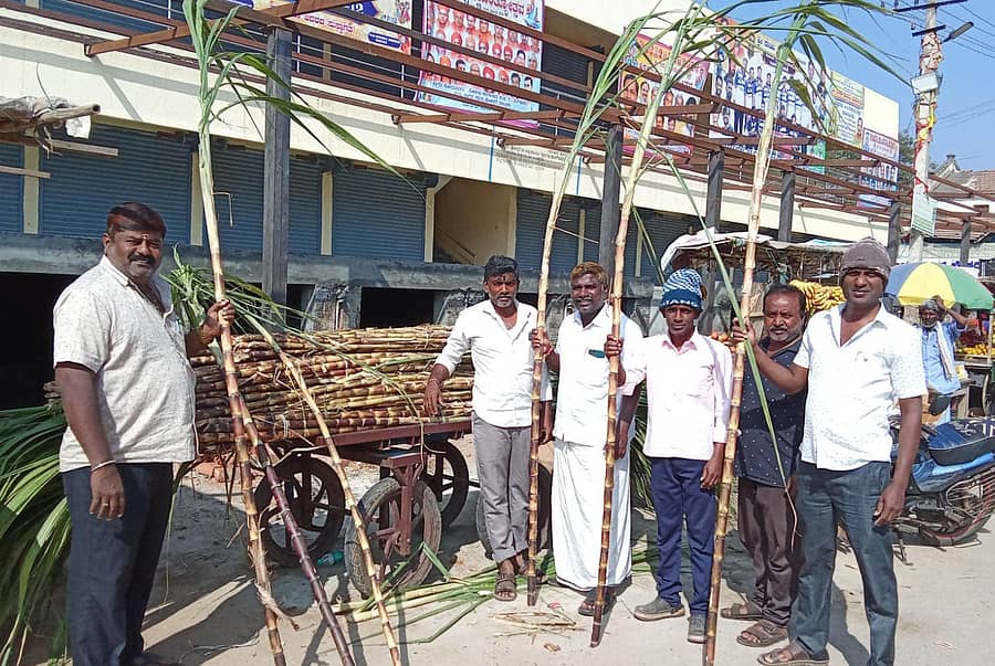 ಮಕರ ಸಂಕ್ರಾಂತಿ ಹಬ್ಬದ ಅಂಗವಾಗಿ ಚಿಕ್ಕಜಾಜೂರಿನ ಮುಖ್ಯ ರಸ್ತೆಯಲ್ಲಿ ಗ್ರಾಹಕರು ಕಬ್ಬು ಖರೀದಿಸಿದರು