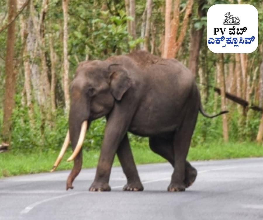 <div class="paragraphs"><p>ಪಕ್ಕದ ಕೊಡಗು ಜಿಲ್ಲೆಯಲ್ಲಿ ಹಾಸನ ಜಿಲ್ಲೆಗೆ ಬಂದಿರುವ ದೈತ್ಯಾಕಾರದ ಕಾಡಾನೆ</p></div>