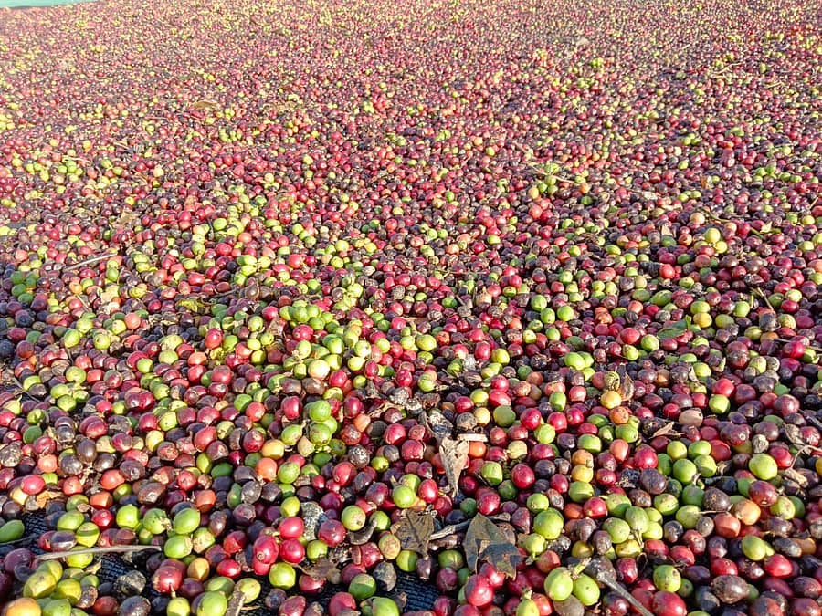 ಕೊಯ್ಲು ಮಾಡಿರುವ ಕಾಫಿ ಹಣ್ಣು